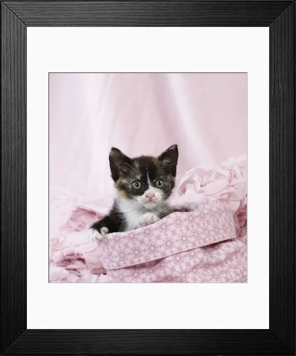 Framed Print : Picture No. 11771062 Framed Print : Picture No. 11771062