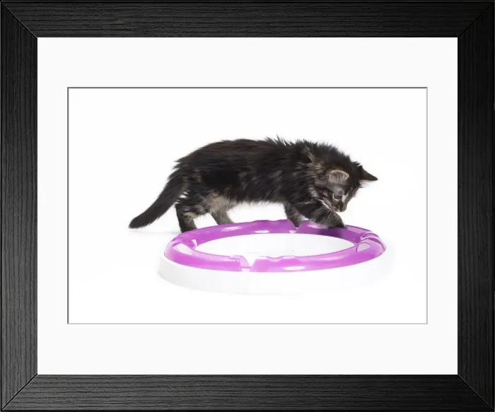 Framed Print : Picture No. 11771063 Framed Print : Picture No. 11771063