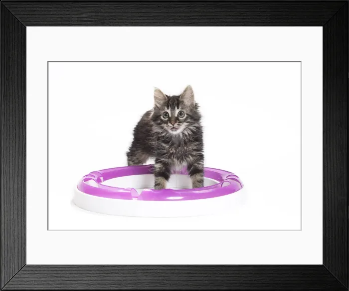 Framed Print : Picture No. 11771065 Framed Print : Picture No. 11771065