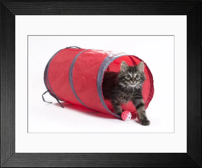 Framed Print : Picture No. 11771066 Framed Print : Picture No. 11771066