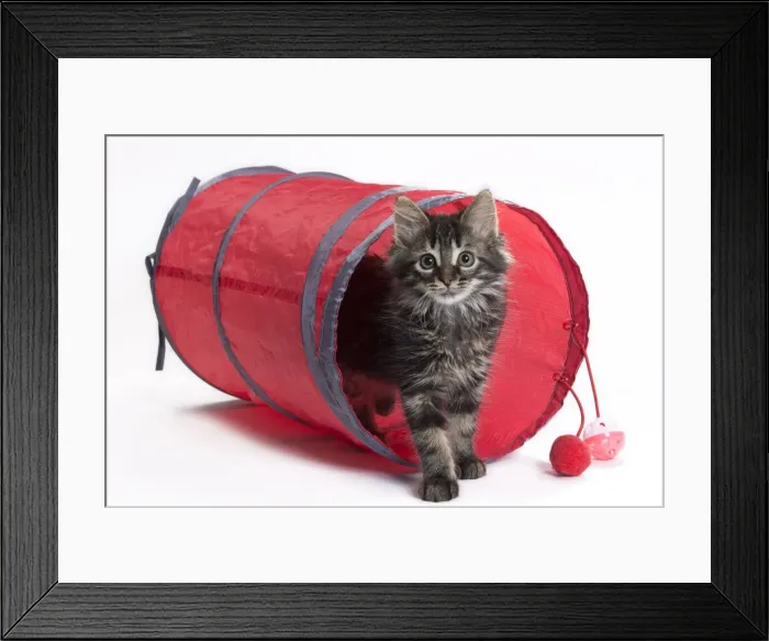 Framed Print : Picture No. 11771068
