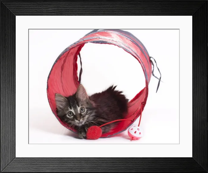 Framed Print : Picture No. 11771069 Framed Print : Picture No. 11771069