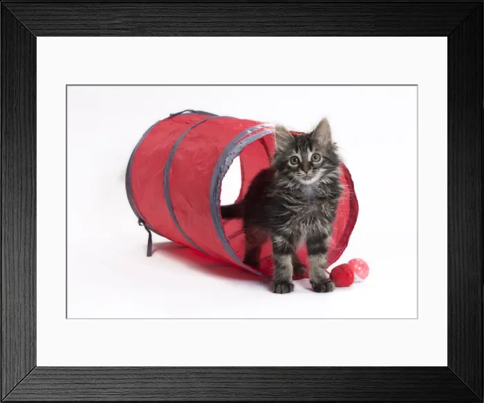 Framed Print : Picture No. 11771067 Framed Print : Picture No. 11771067