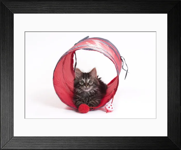 Framed Print : Picture No. 11771070 Framed Print : Picture No. 11771070