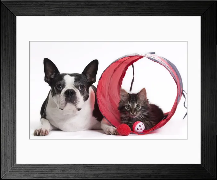 Framed Print : Picture No. 11771072 Framed Print : Picture No. 11771072
