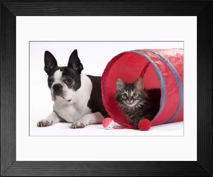 Framed Print : Picture No. 11771073 Framed Print : Picture No. 11771073