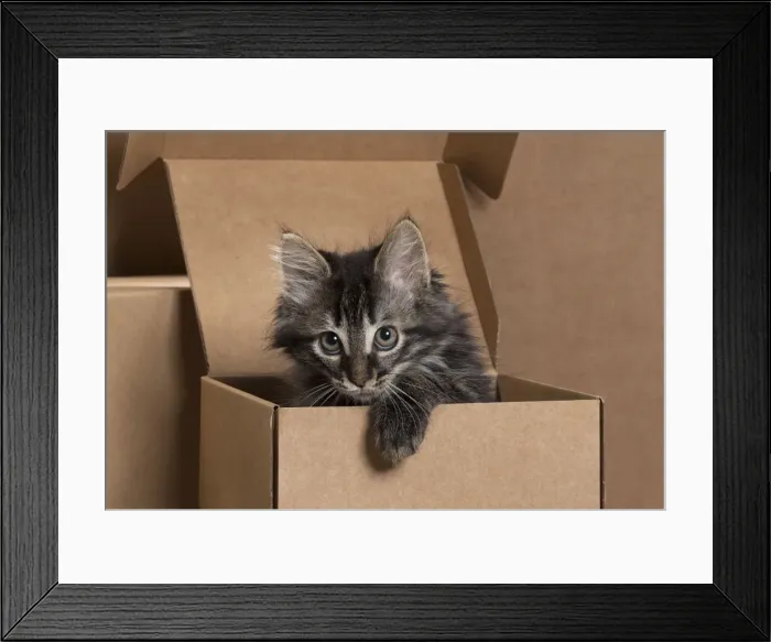 Framed Print : Picture No. 11771076 Framed Print : Picture No. 11771076