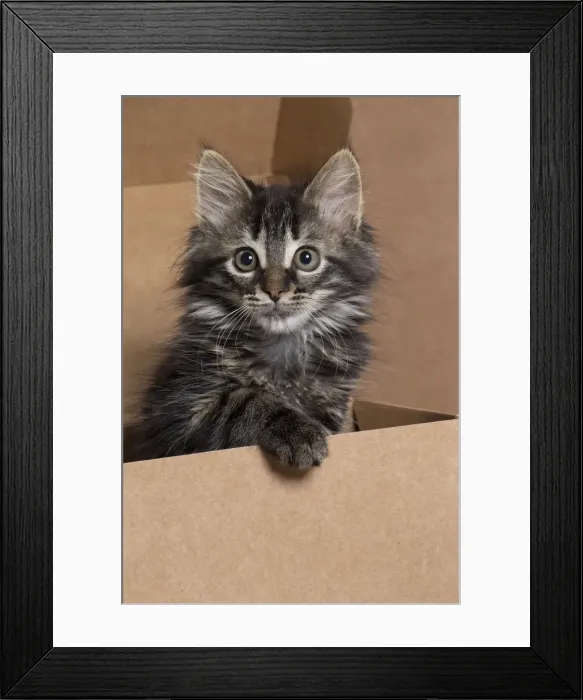 Framed Print : Picture No. 11771077 Framed Print : Picture No. 11771077