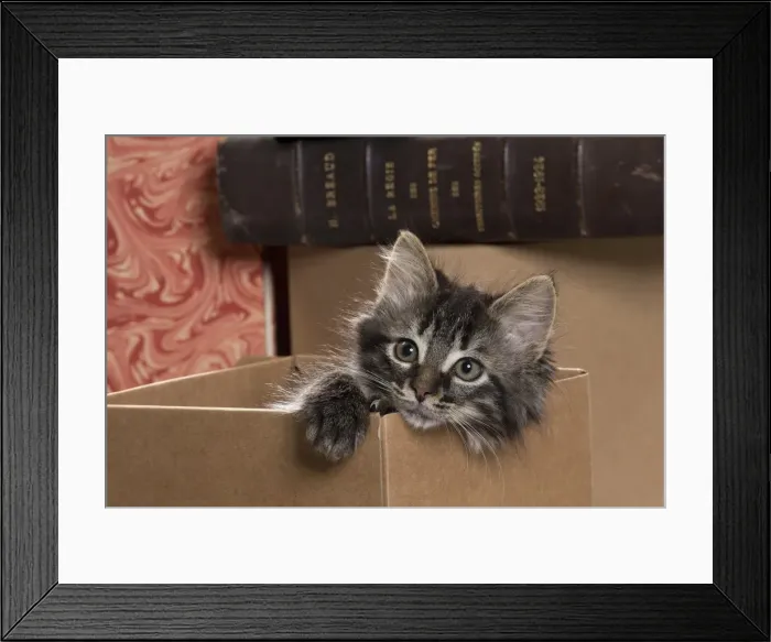 Framed Print : Picture No. 11771079 Framed Print : Picture No. 11771079