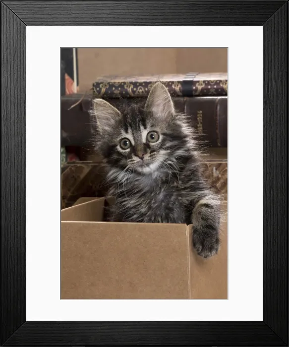 Framed Print : Picture No. 11771080 Framed Print : Picture No. 11771080