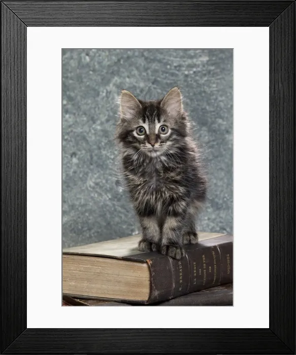 Framed Print : Picture No. 11771081 Framed Print : Picture No. 11771081