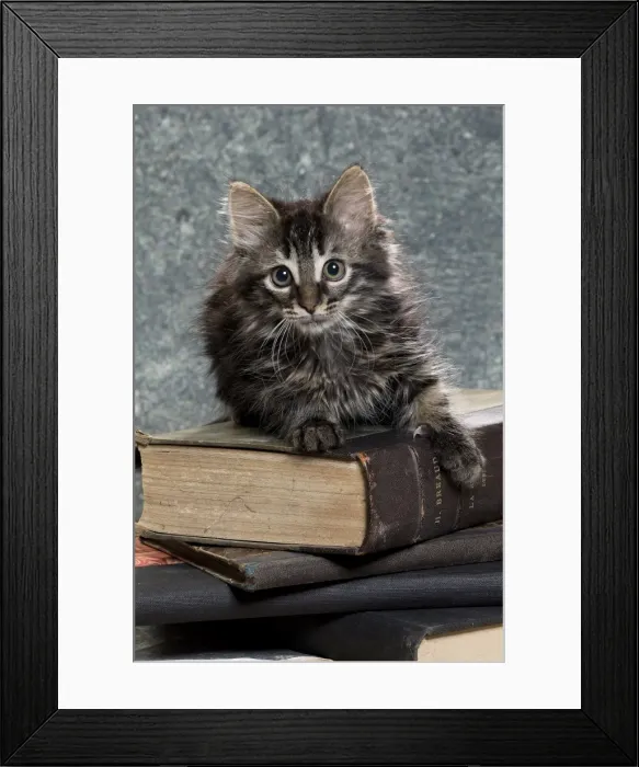 Framed Print : Picture No. 11771082 Framed Print : Picture No. 11771082