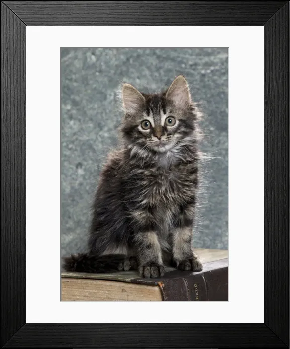 Framed Print : Picture No. 11771083 Framed Print : Picture No. 11771083