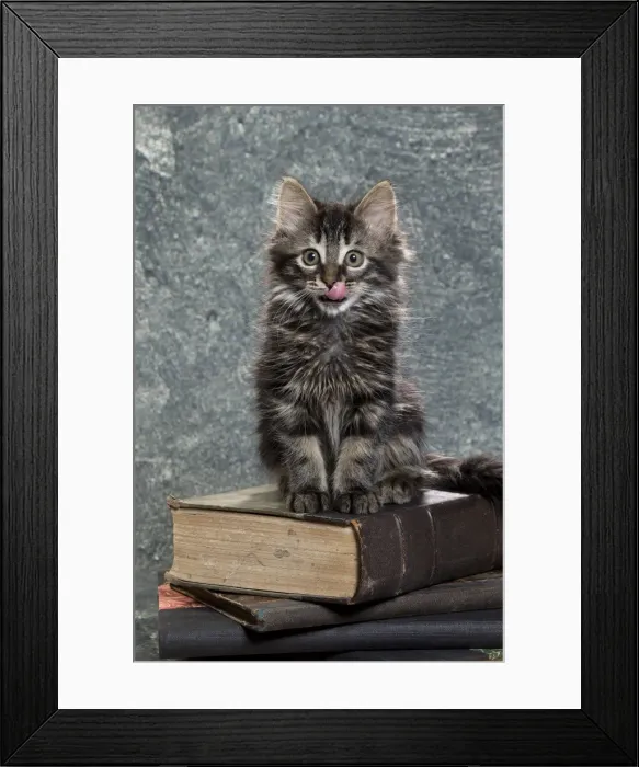 Framed Print : Picture No. 11771084 Framed Print : Picture No. 11771084
