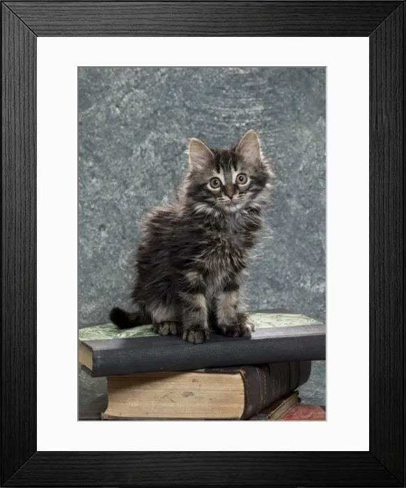 Framed Print : Picture No. 11771085 Framed Print : Picture No. 11771085