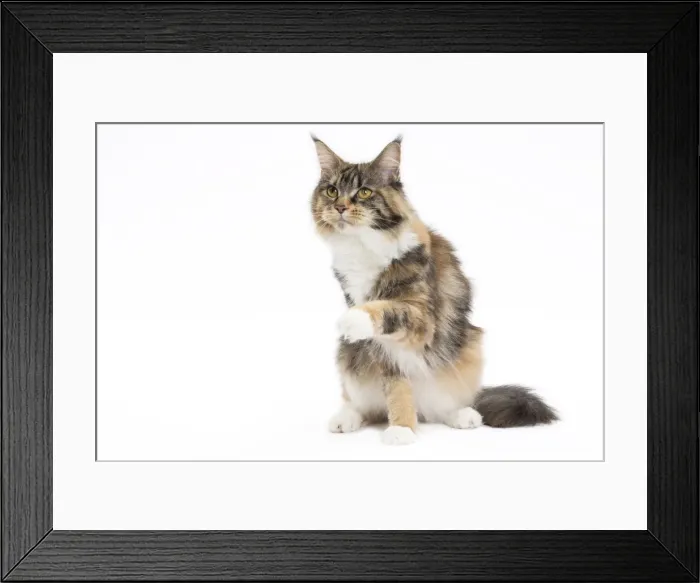 Framed Print : Picture No. 11771087 Framed Print : Picture No. 11771087