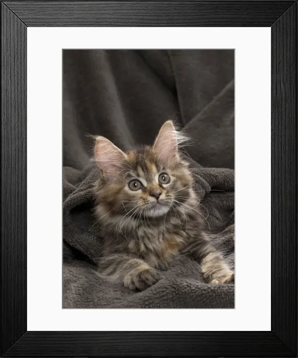 Framed Print : Picture No. 11771091 Framed Print : Picture No. 11771091