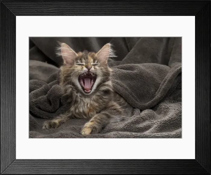Framed Print : Picture No. 11771093 Framed Print : Picture No. 11771093