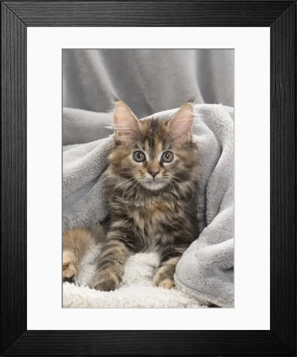 Framed Print : Picture No. 11771094 Framed Print : Picture No. 11771094