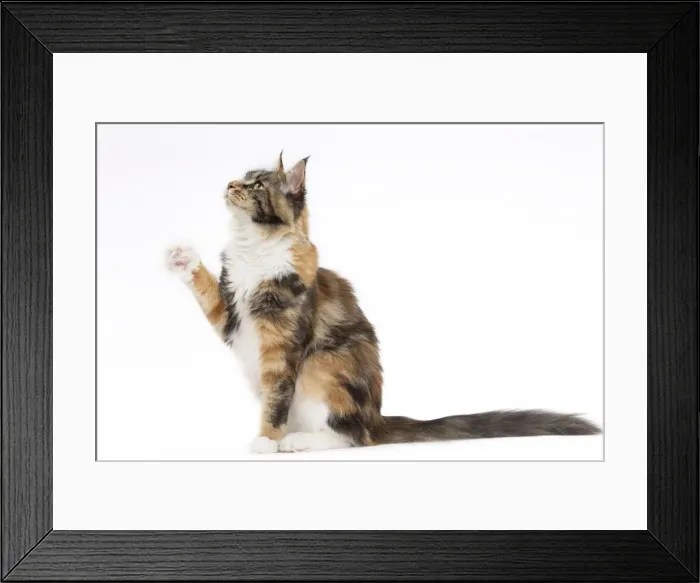 Framed Print : Picture No. 11771097 Framed Print : Picture No. 11771097