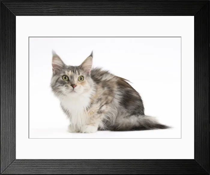 Framed Print : Picture No. 11771101 Framed Print : Picture No. 11771101