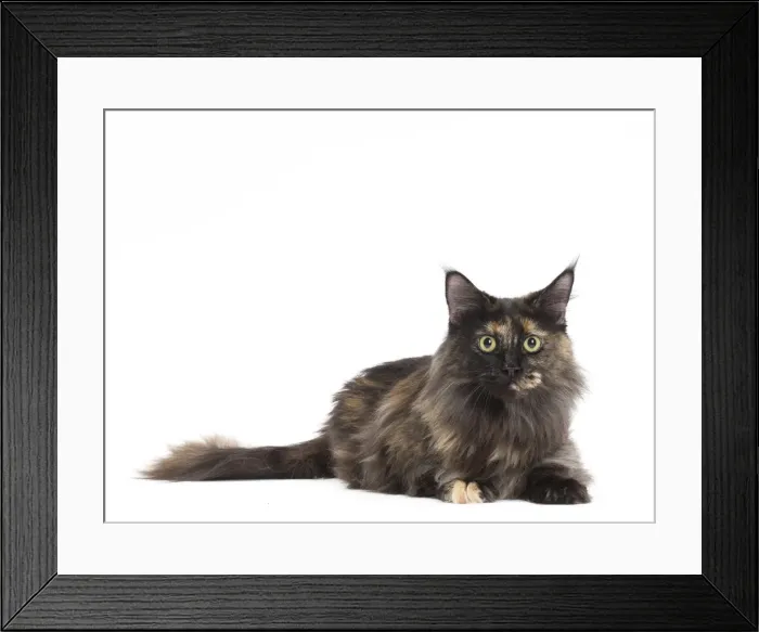 Framed Print : Picture No. 11771106 Framed Print : Picture No. 11771106