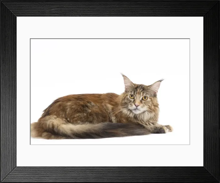 Framed Print : Picture No. 11771107
