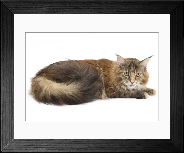 Framed Print : Picture No. 11771109 Framed Print : Picture No. 11771109