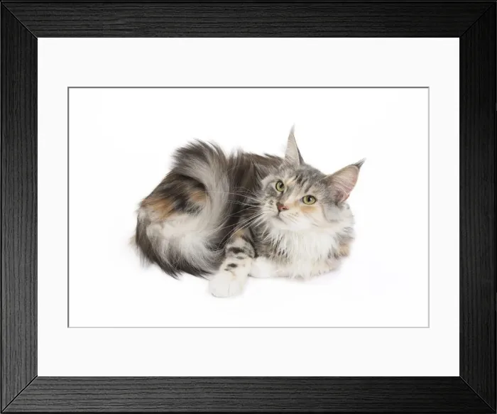Framed Print : Picture No. 11771102 Framed Print : Picture No. 11771102