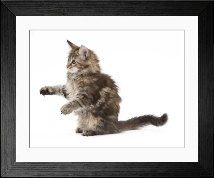 Framed Print : Picture No. 11771112 Framed Print : Picture No. 11771112