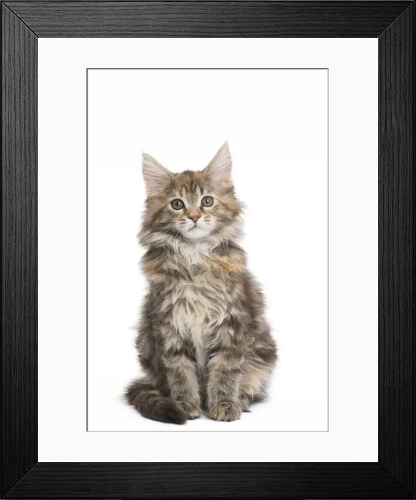 Framed Print : Picture No. 11771111 Framed Print : Picture No. 11771111