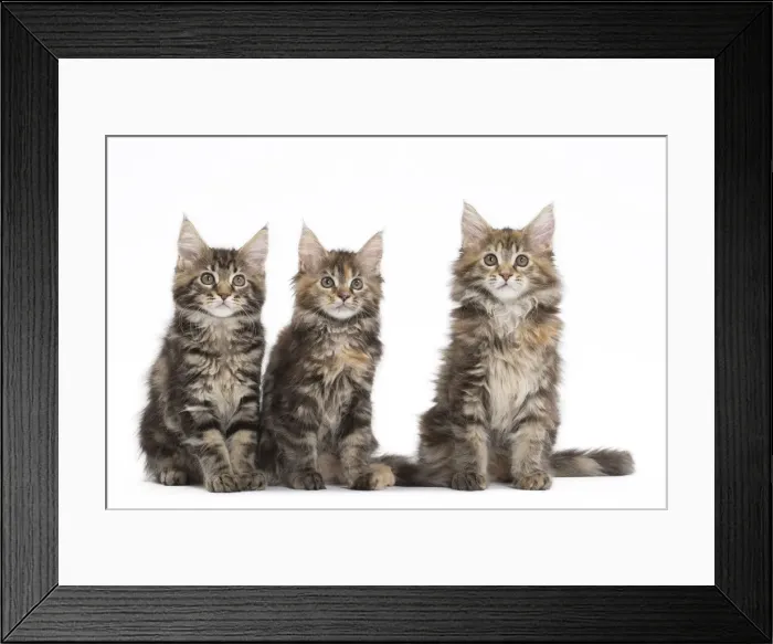 Framed Print : Picture No. 11771117 Framed Print : Picture No. 11771117