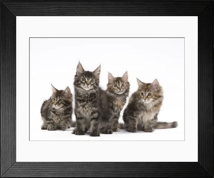 Framed Print : Picture No. 11771121 Framed Print : Picture No. 11771121