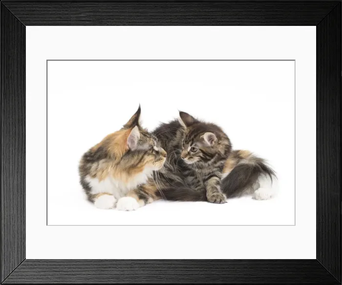 Framed Print : Picture No. 11771124 Framed Print : Picture No. 11771124