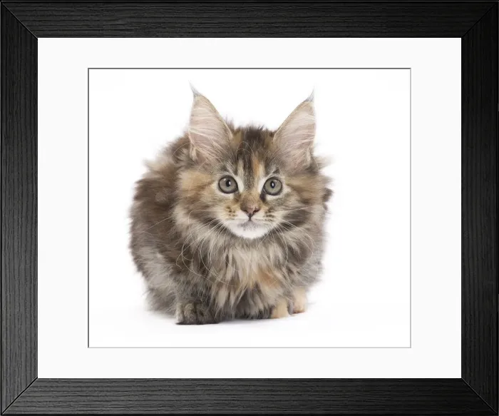 Framed Print : Picture No. 11771125 Framed Print : Picture No. 11771125