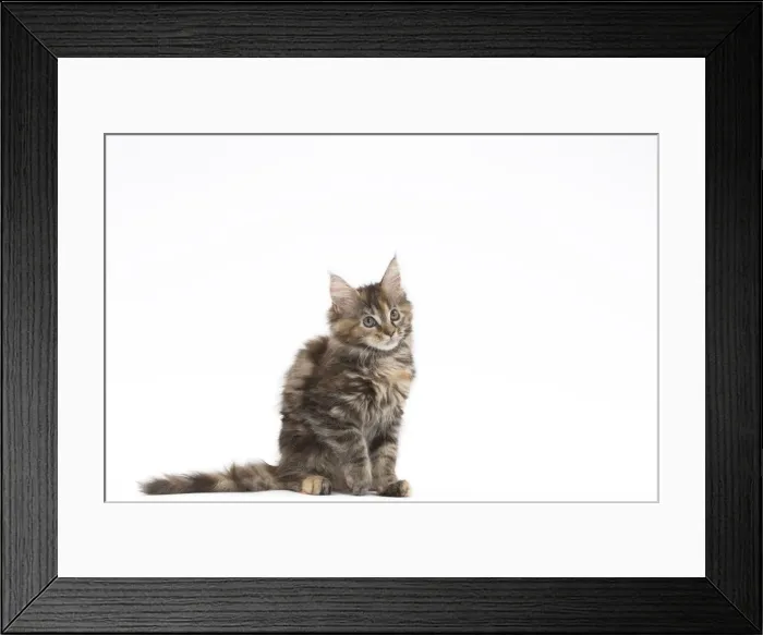 Framed Print : Picture No. 11771128 Framed Print : Picture No. 11771128