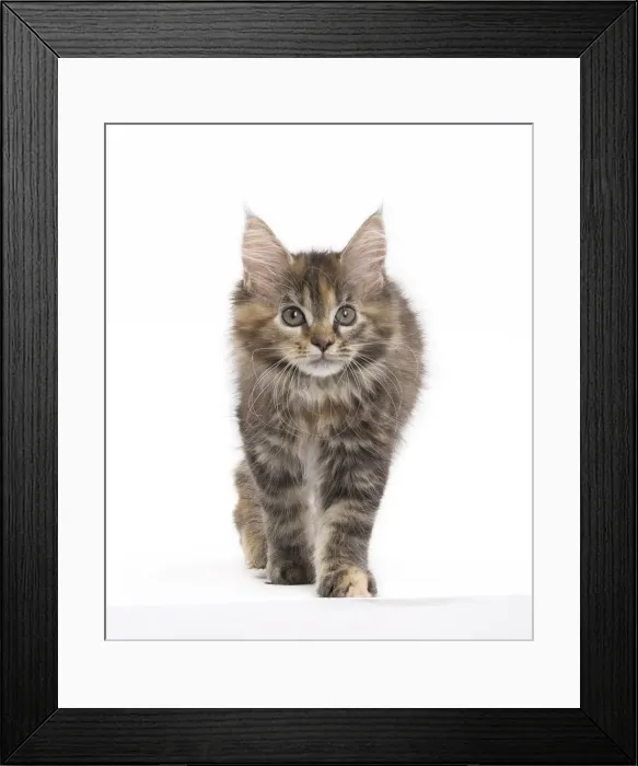 Framed Print : Picture No. 11771131 Framed Print : Picture No. 11771131