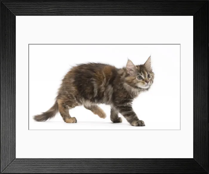 Framed Print : Picture No. 11771133 Framed Print : Picture No. 11771133