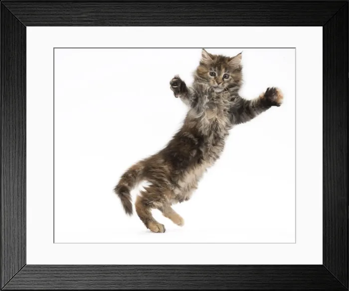 Framed Print : Picture No. 11771136 Framed Print : Picture No. 11771136