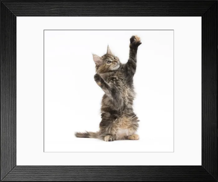 Framed Print : Picture No. 11771137 Framed Print : Picture No. 11771137