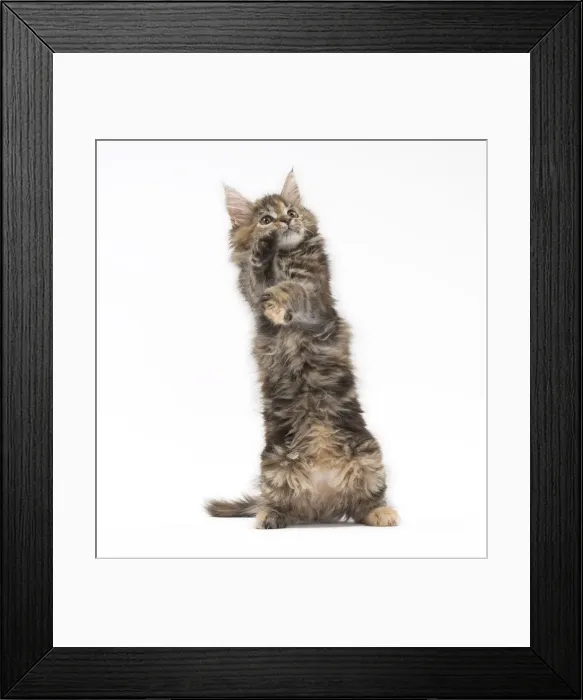 Framed Print : Picture No. 11771138 Framed Print : Picture No. 11771138