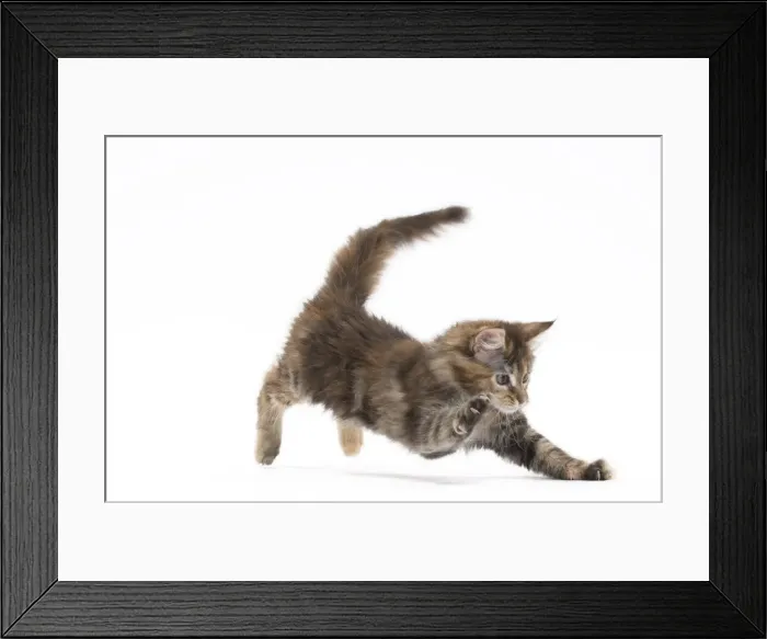 Framed Print : Picture No. 11771139 Framed Print : Picture No. 11771139