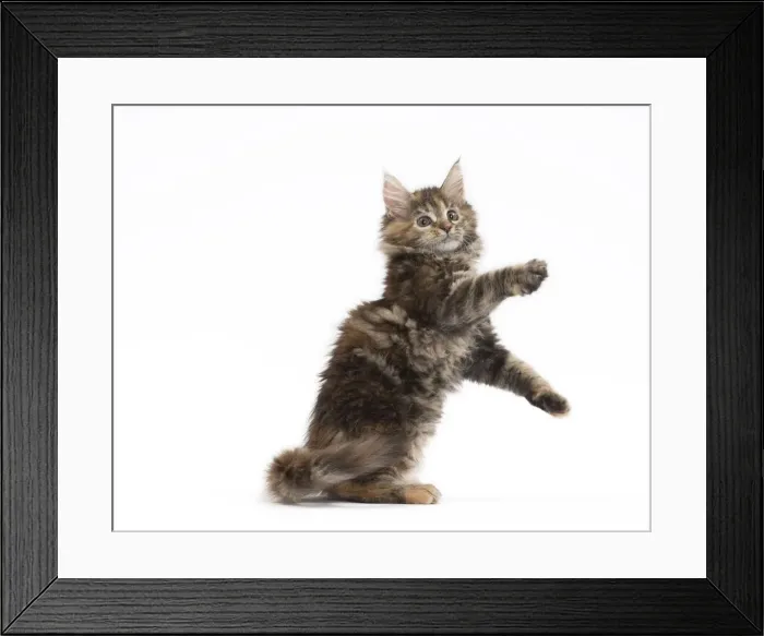 Framed Print : Picture No. 11771135 Framed Print : Picture No. 11771135