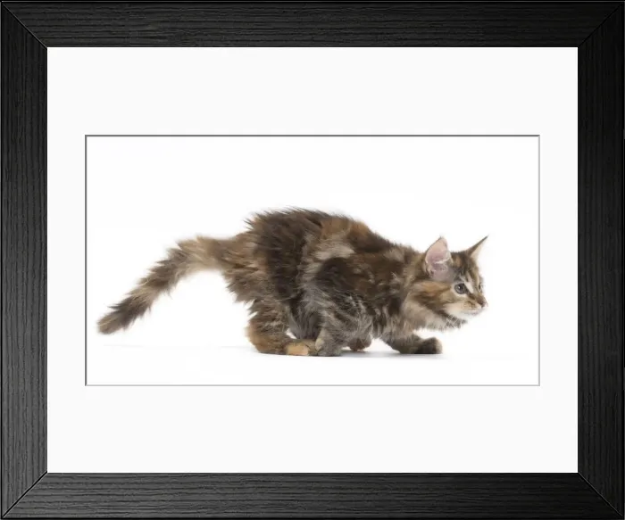 Framed Print : Picture No. 11771141 Framed Print : Picture No. 11771141