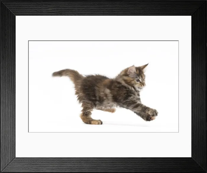 Framed Print : Picture No. 11771143 Framed Print : Picture No. 11771143