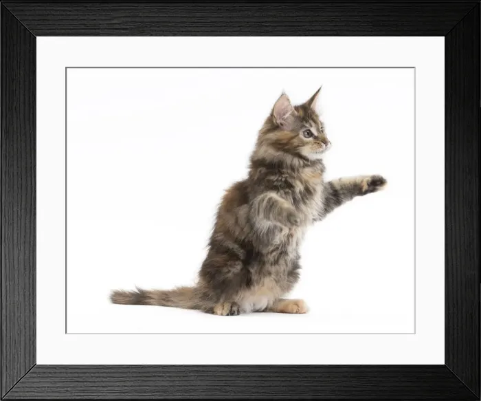 Framed Print : Picture No. 11771145 Framed Print : Picture No. 11771145