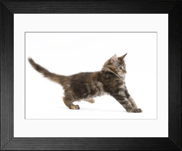 Framed Print : Picture No. 11771144 Framed Print : Picture No. 11771144