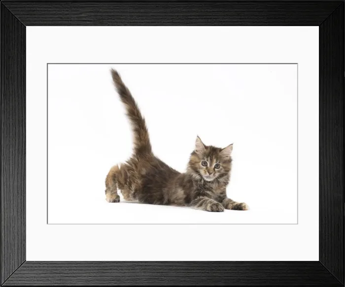 Framed Print : Picture No. 11771148 Framed Print : Picture No. 11771148