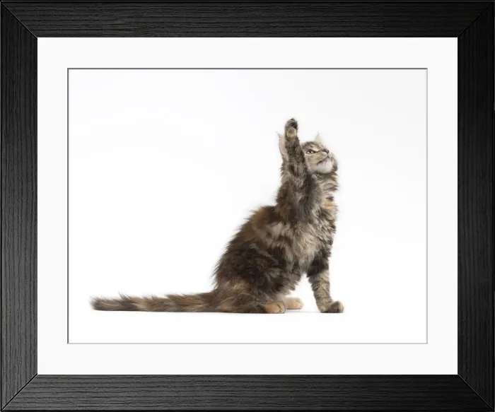 Framed Print : Picture No. 11771147 Framed Print : Picture No. 11771147