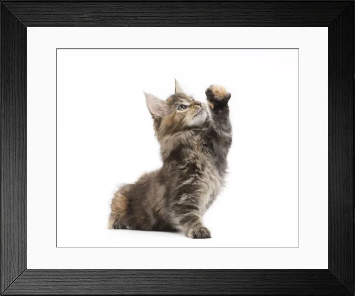 Framed Print : Picture No. 11771149 Framed Print : Picture No. 11771149